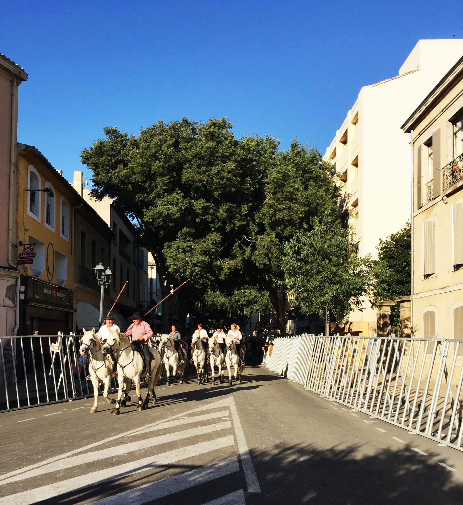 running-of-bulls-south-of-france.png