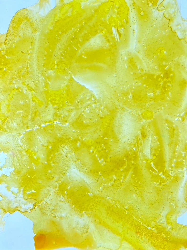 Yellow Flower, Åre 2023