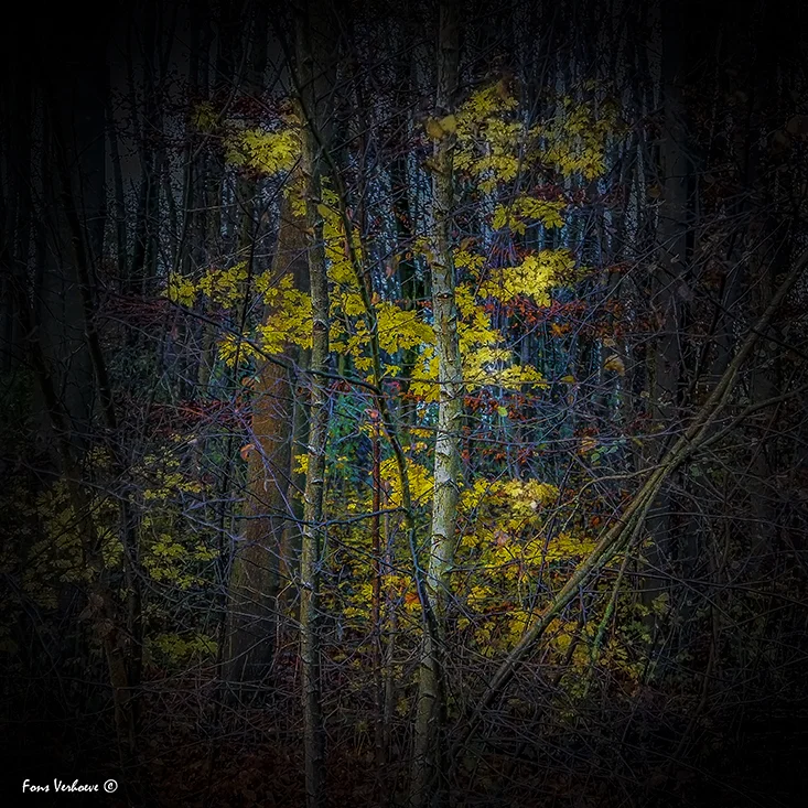 "Herfstkleuren"