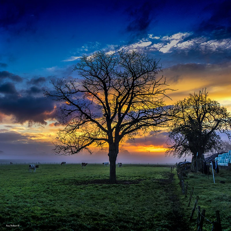 "Avondlicht"