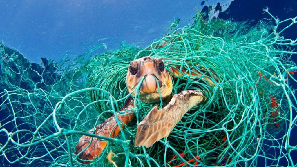 Time+passing+slowly+-+Turtle+caught+in+plastic+net.jpg