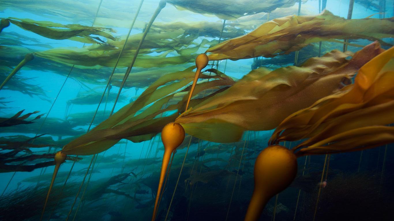 Bull KELP. CREDIT: LOST COAST