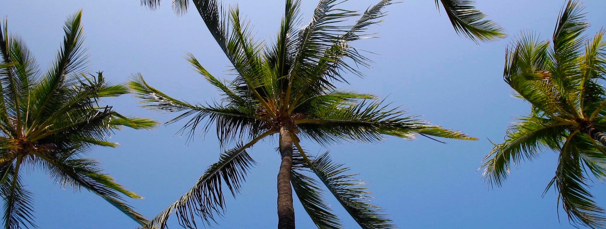 hawaiian-palm-trees.jpg