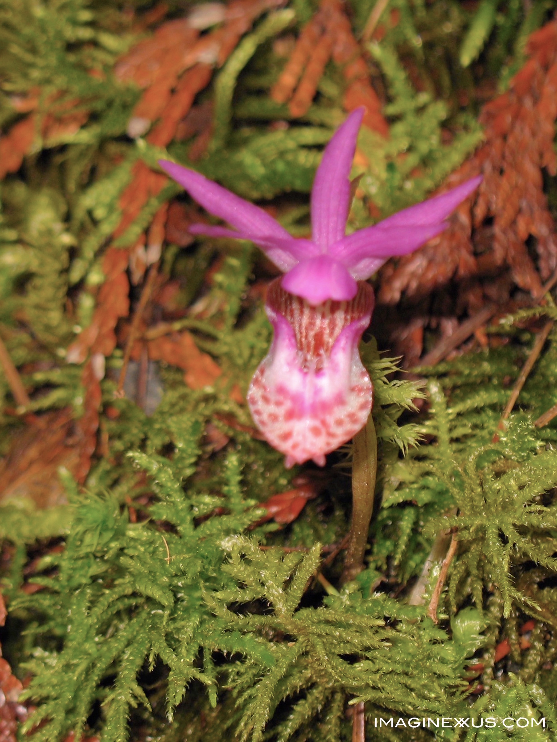 Discovering Oregon's Orchids
