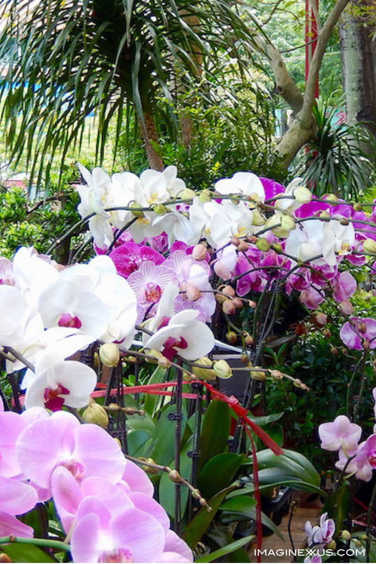 Orchids-mongkok-flower market.png