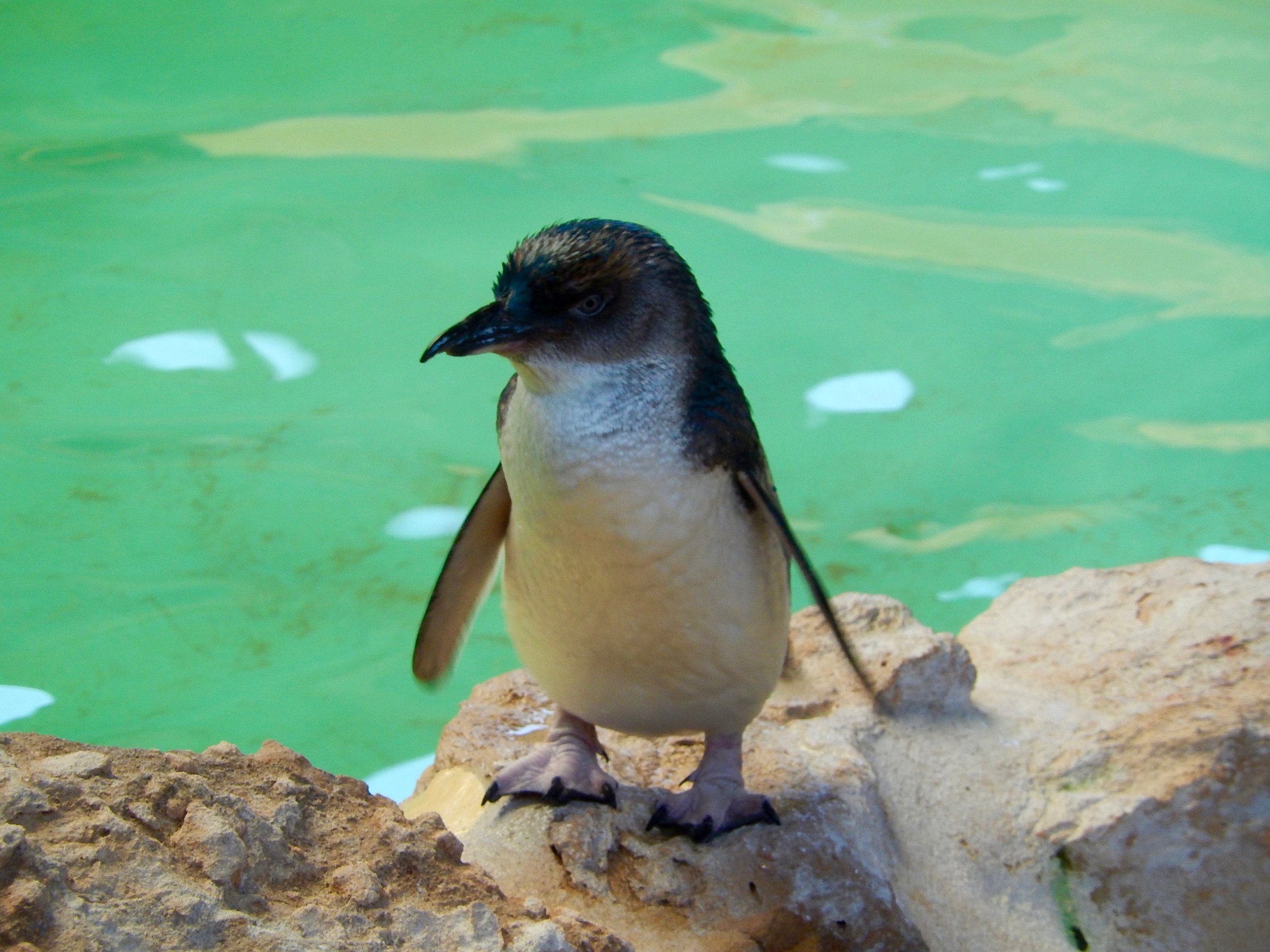fairy penguin pool 2.jpg