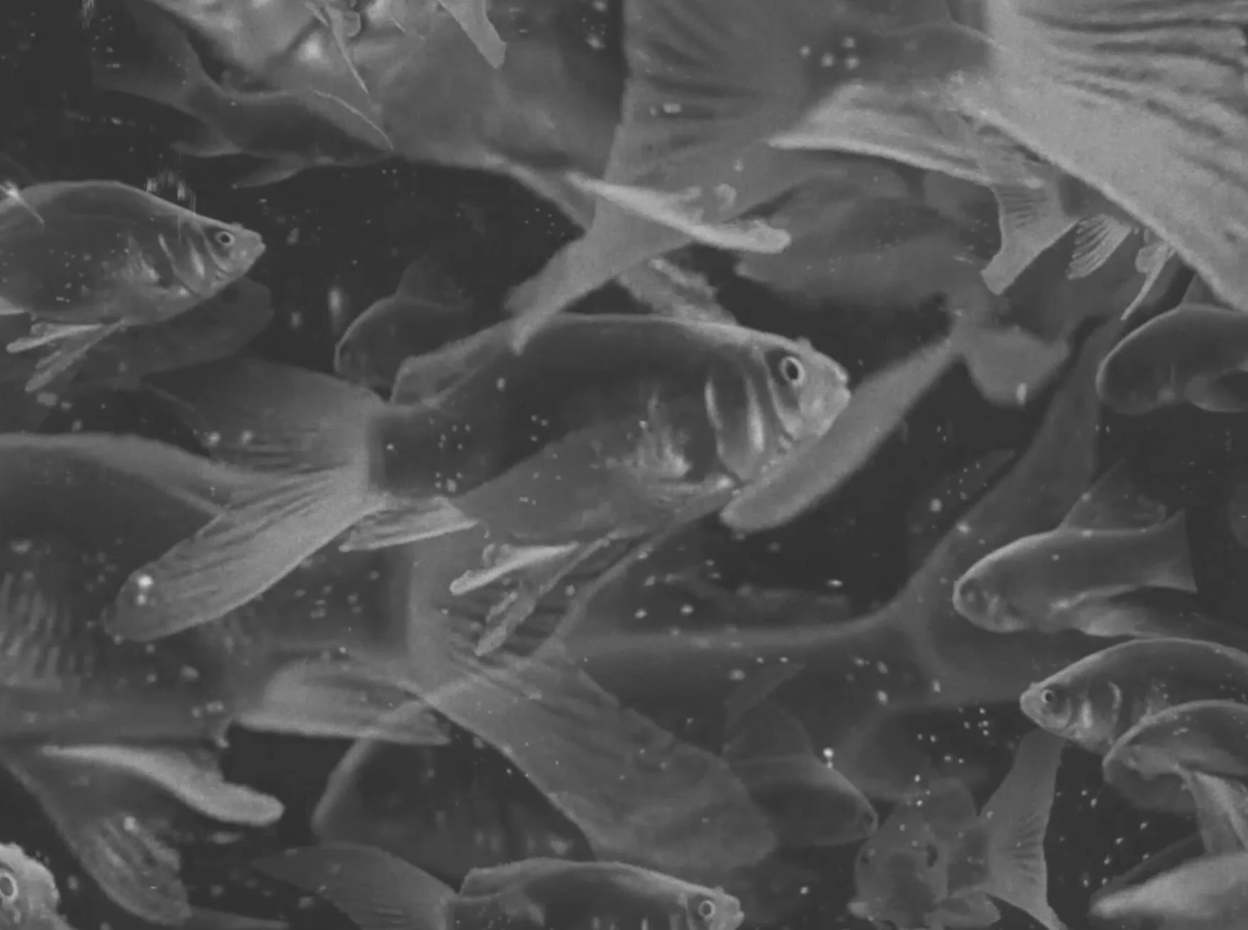  I open my mouth  And drink the water  From the rusty shower head  Like a thirsty dog  Swallows air  With its head  Stuck through  the window of a moving car    Your eyes fall  Behind embers  Unmistakable   Fatigue and sadness  Directed at me  And yo