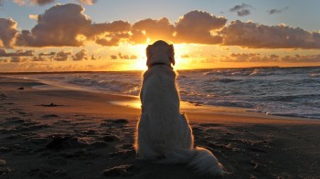 Dog-on-beach-at-sunset-350x196.jpg