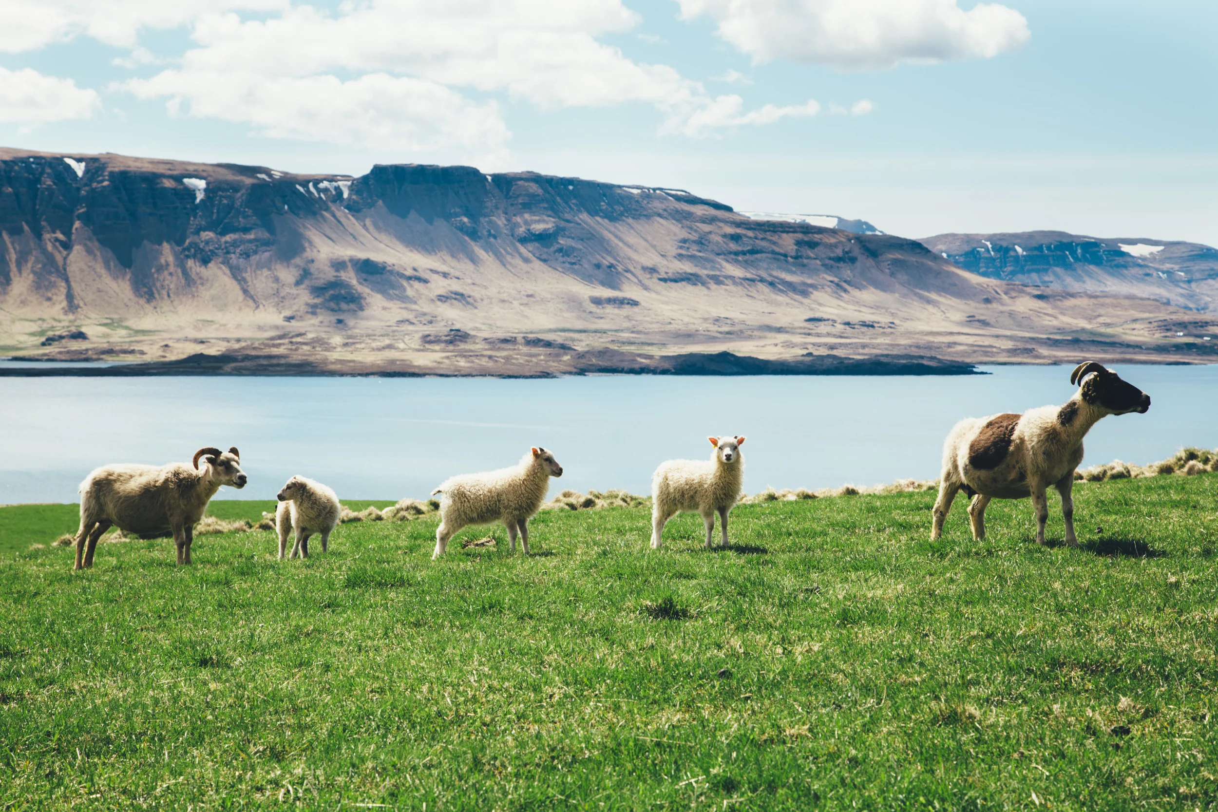 Icelandic Sheep