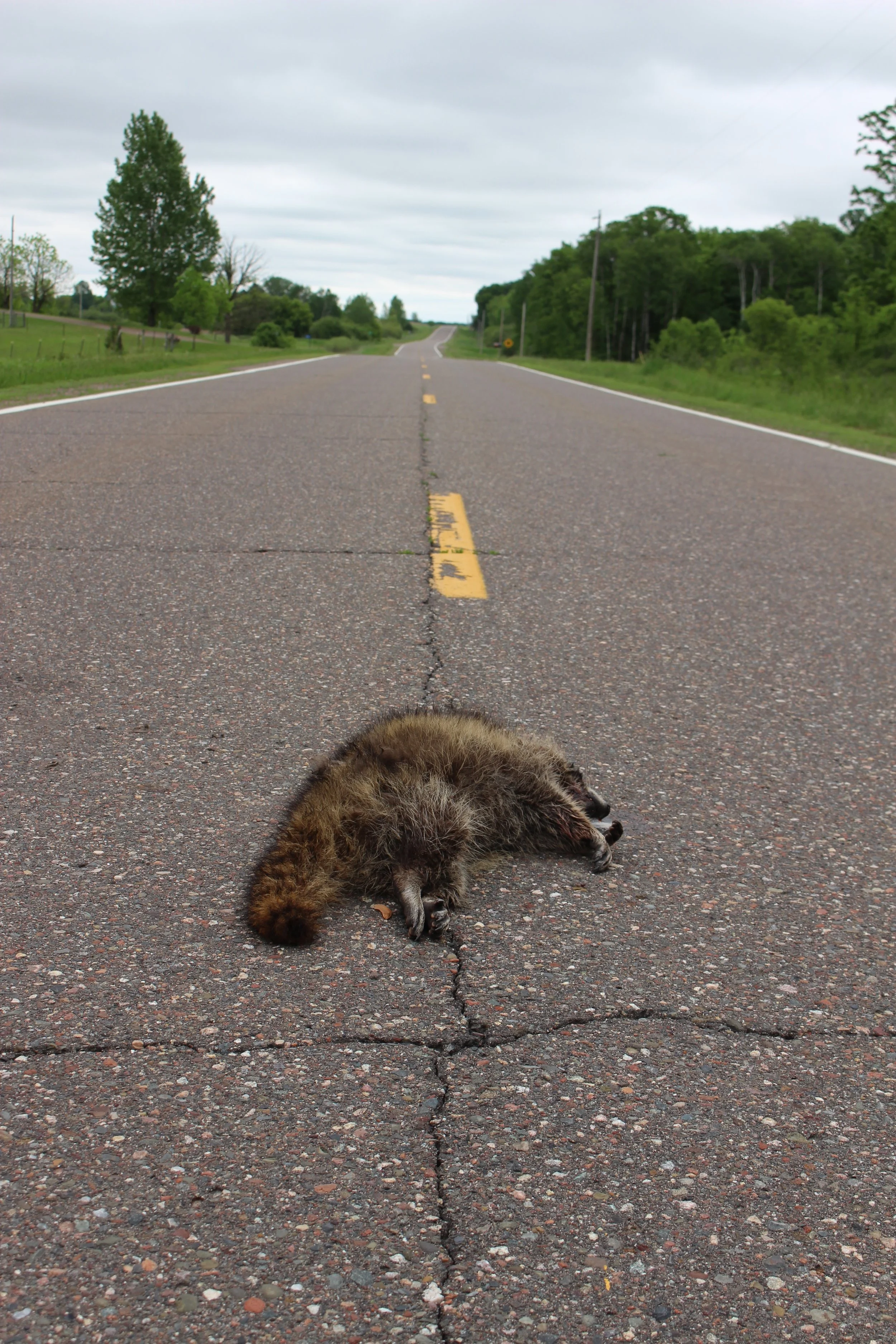 Zimmerman, MN