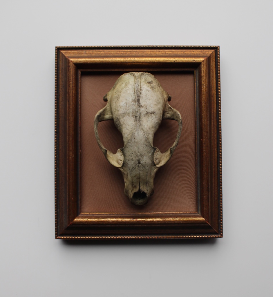 small framed skull by way of one Collins 