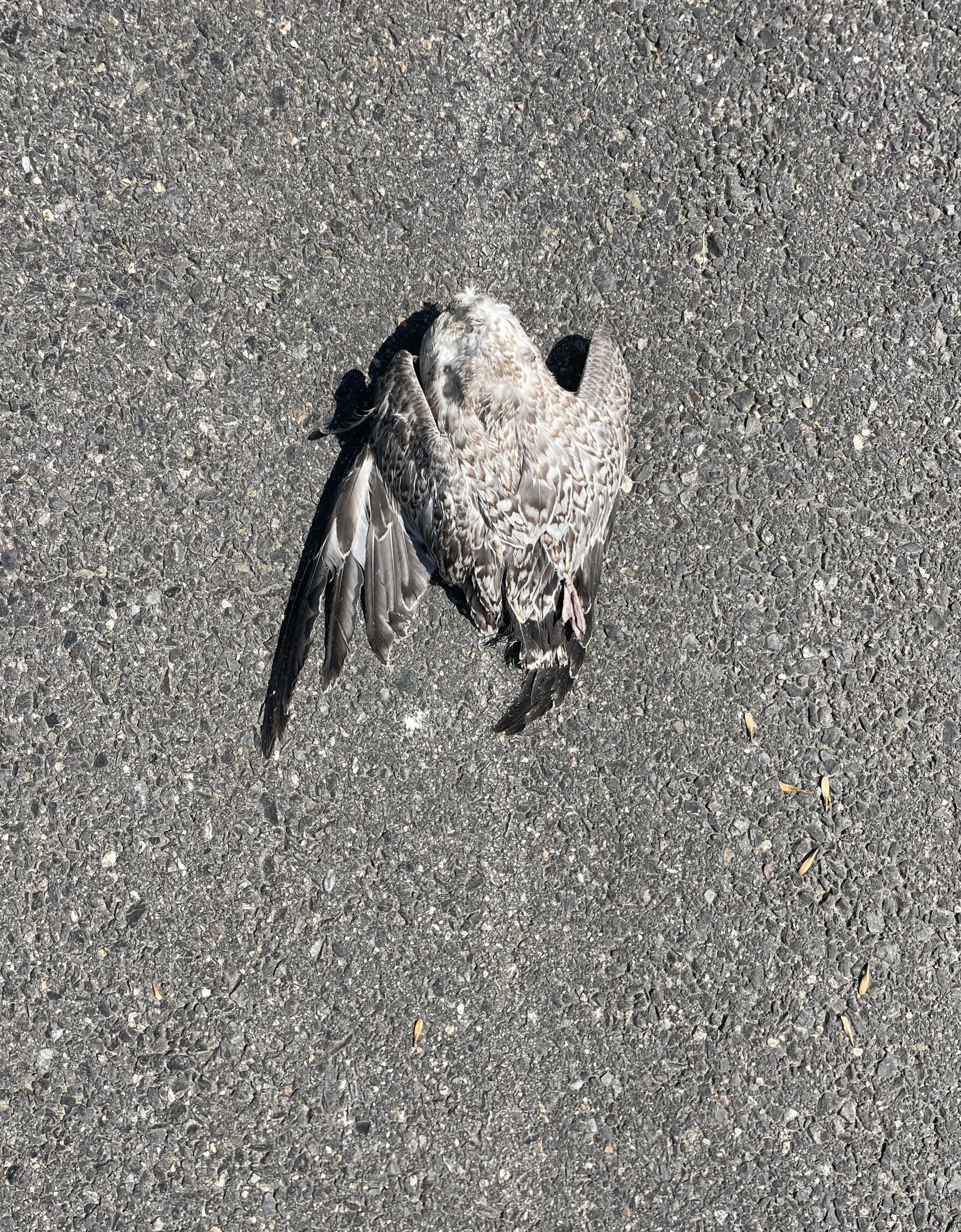  International Falls, MN 