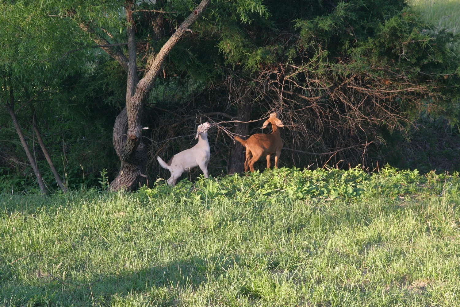 Goats doing what goats do best: eating underbrush.