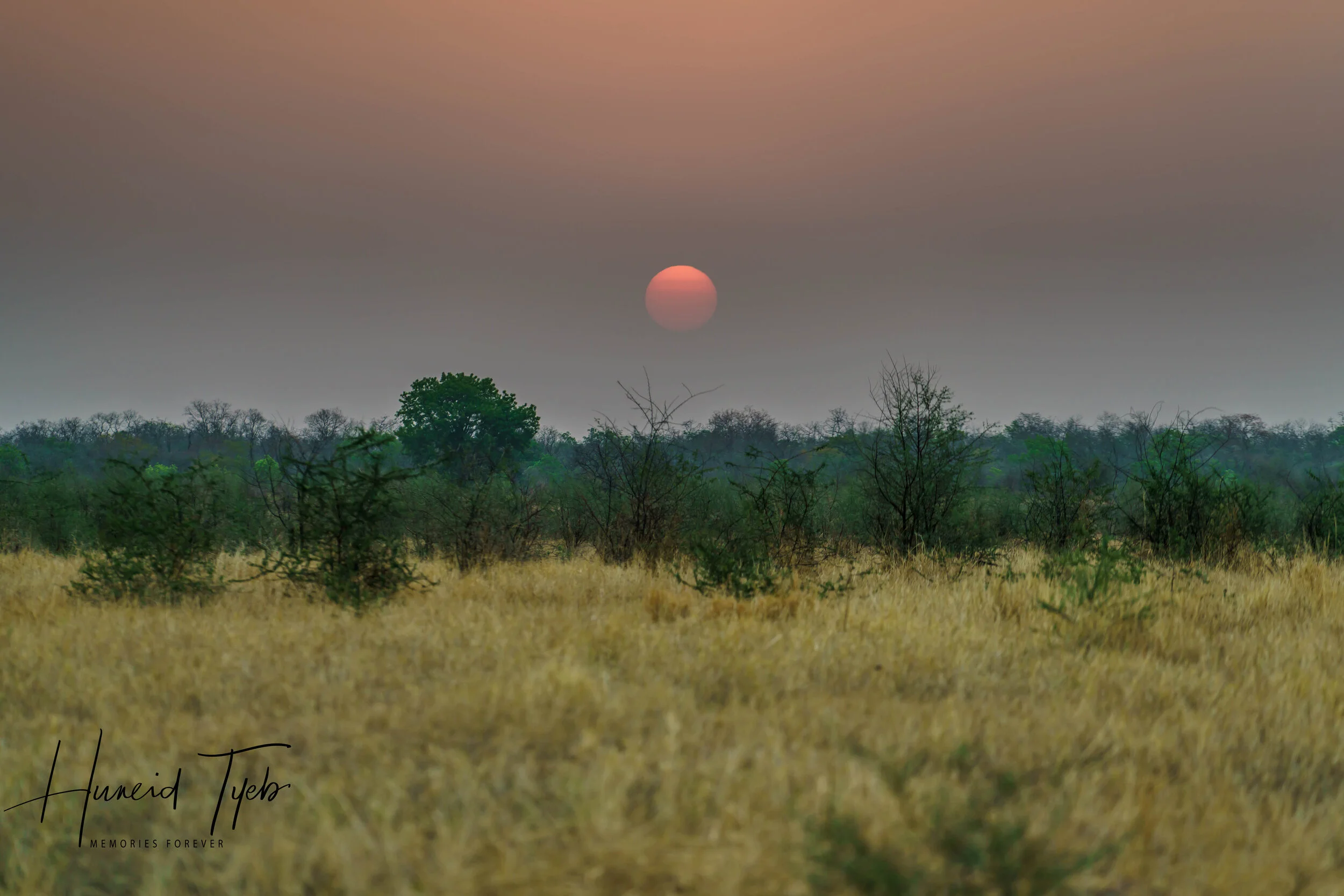 TADOBA& PENCH Tiger Hunt