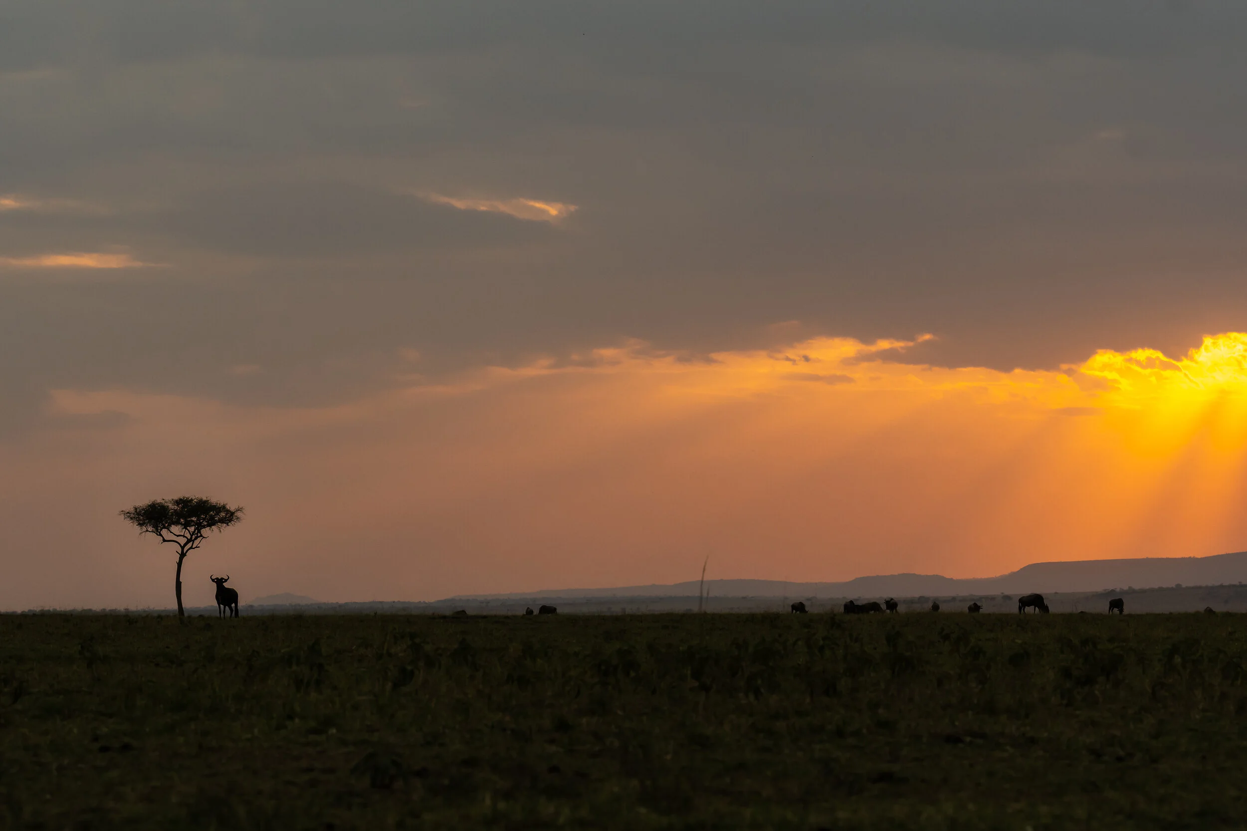 sunset wildebeest (1 of 1).jpg
