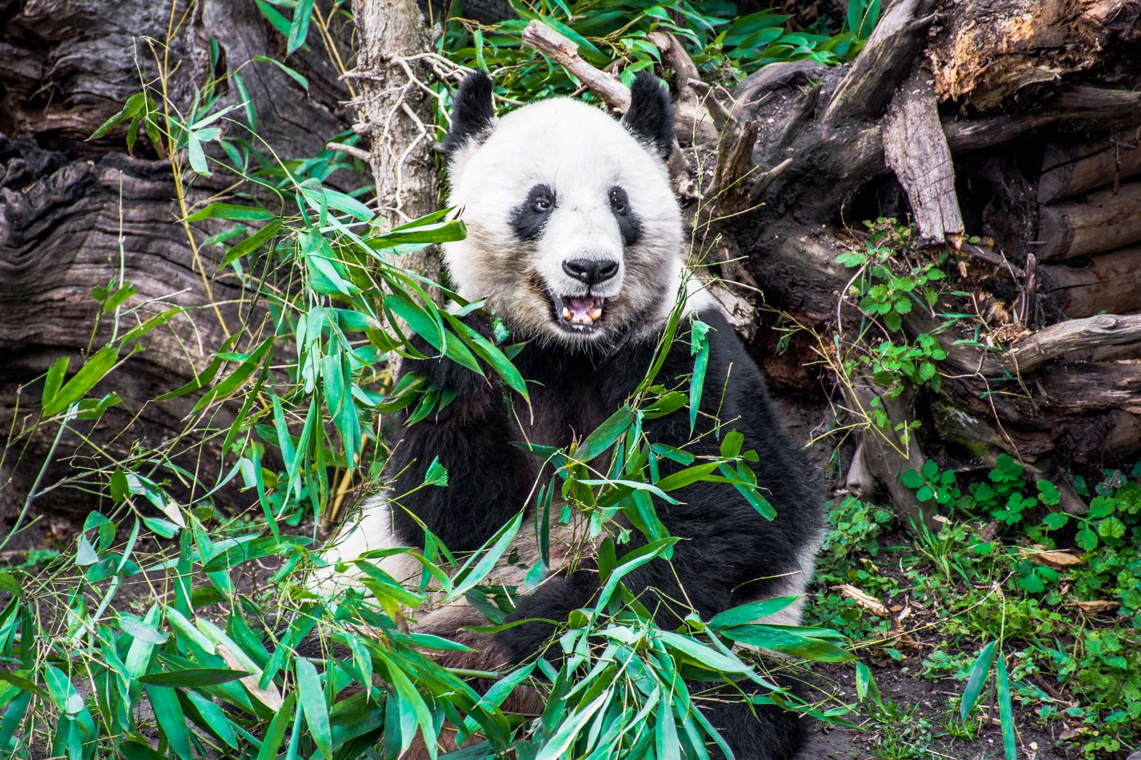 The Vienna Zoo: Visiting the Wild Side of Austria