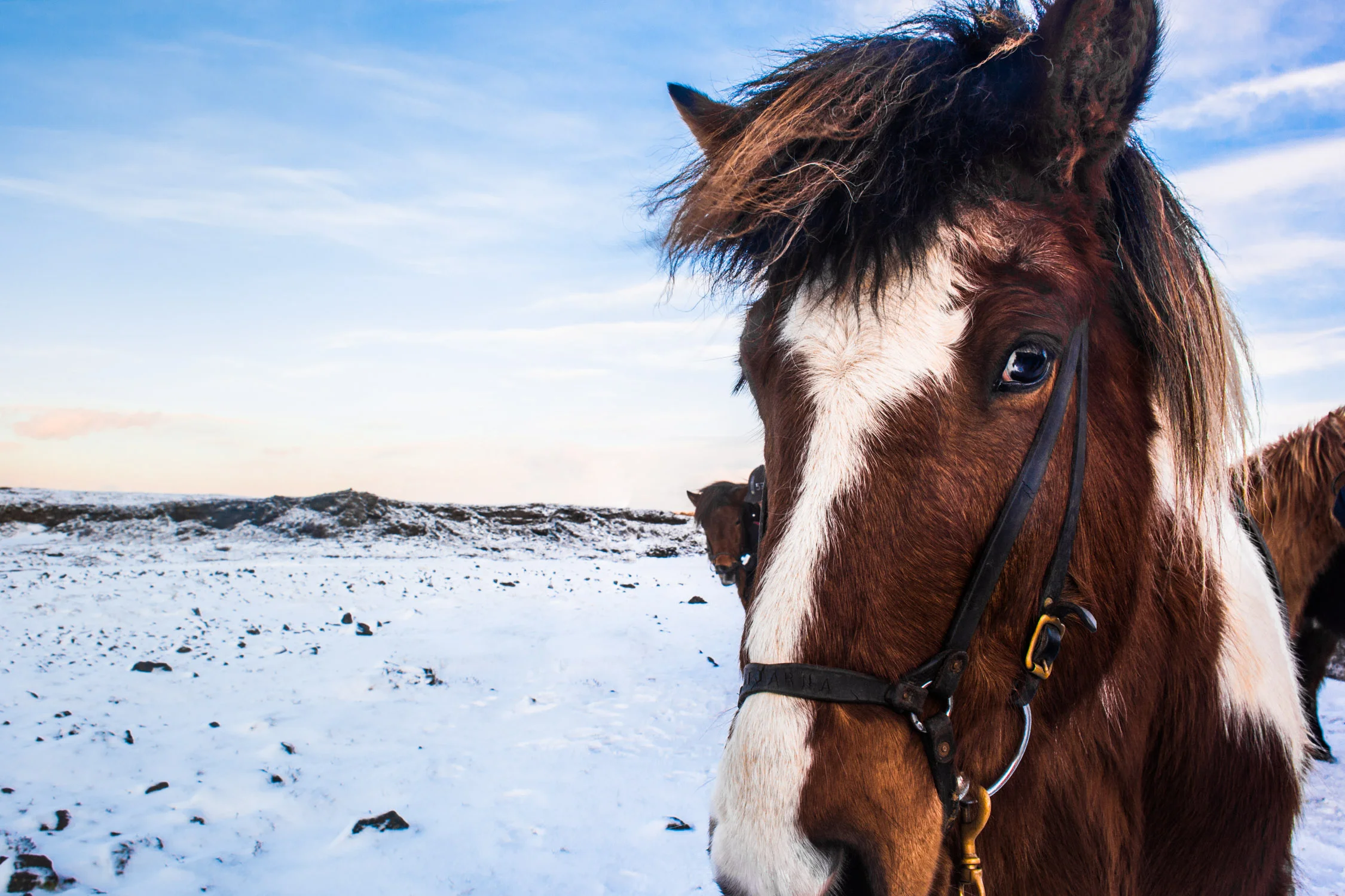 A Horseback Riding Tour in Iceland with Íshestar