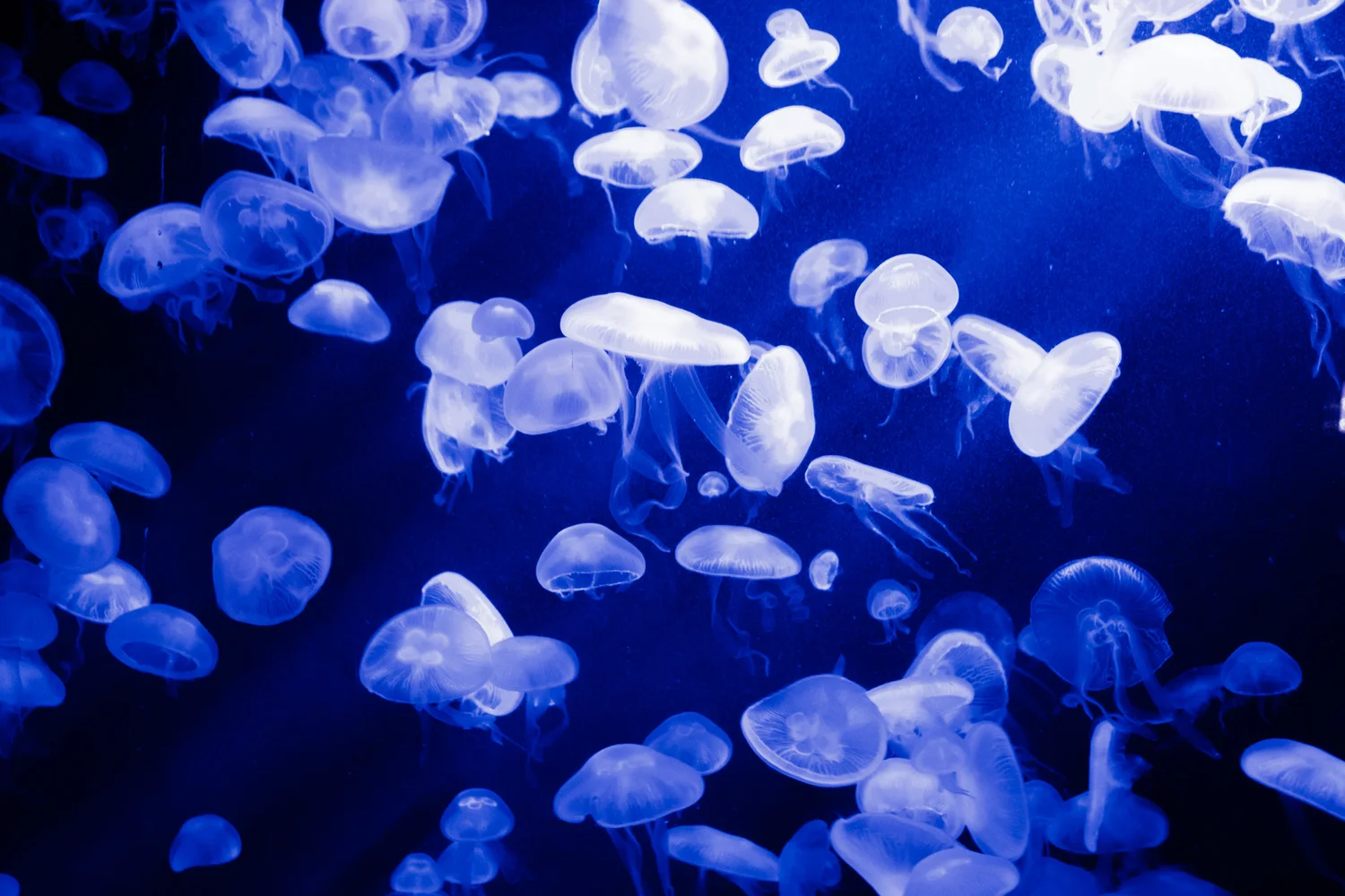 S E A Aquarium In Singapore The Largest In The World No Destinations