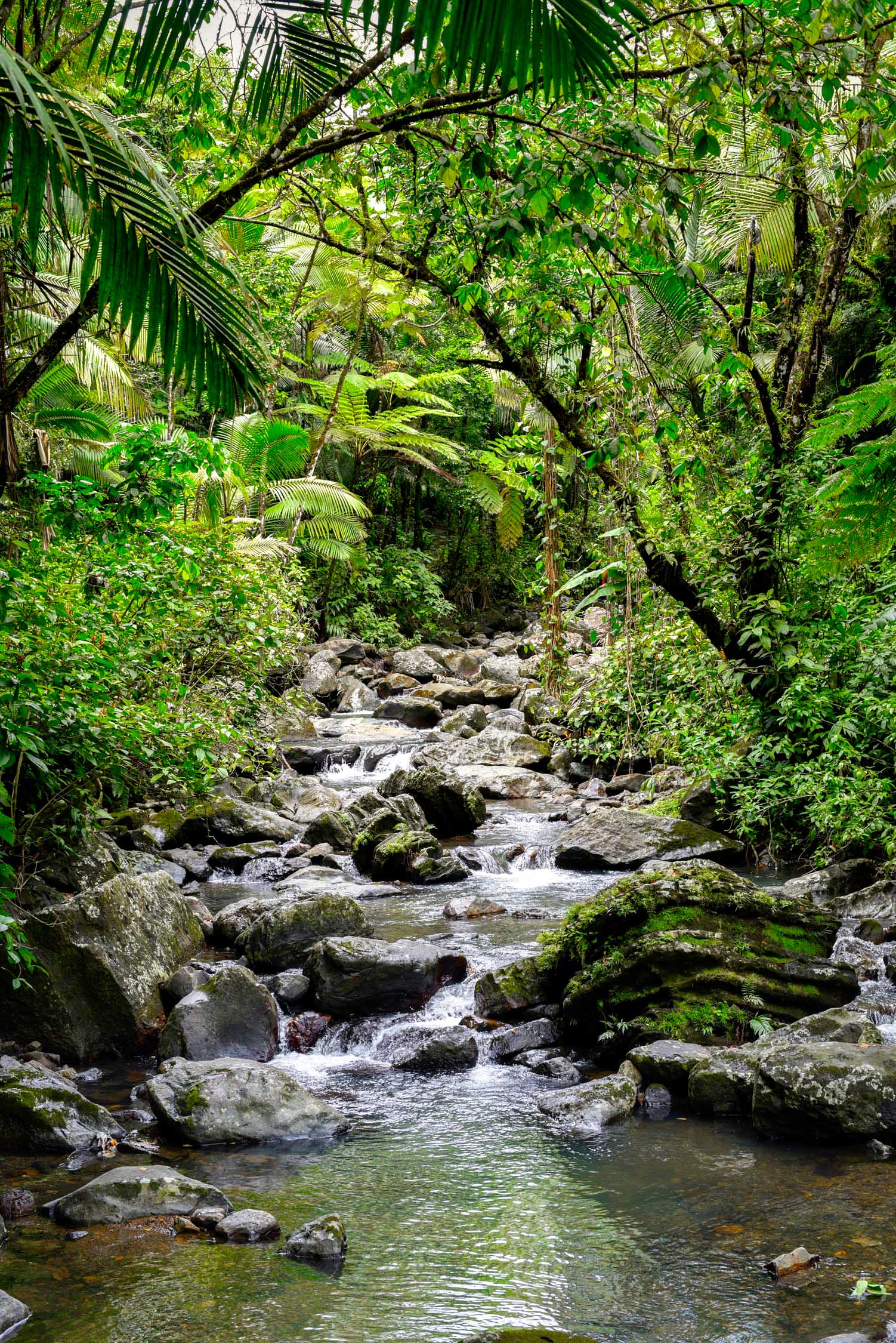 Climbing the falls at El Yunque Rainforest in Puerto Rico