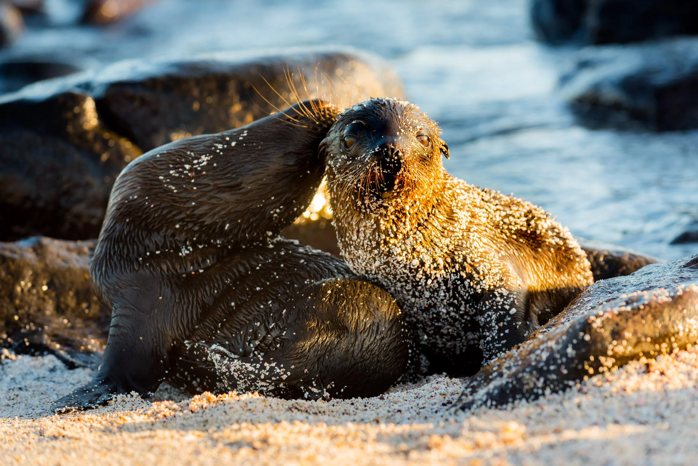Everyday we would see groups of playful seals, welcoming us...and no this wasn't taking with a zoom lens, you really do get this close! 
