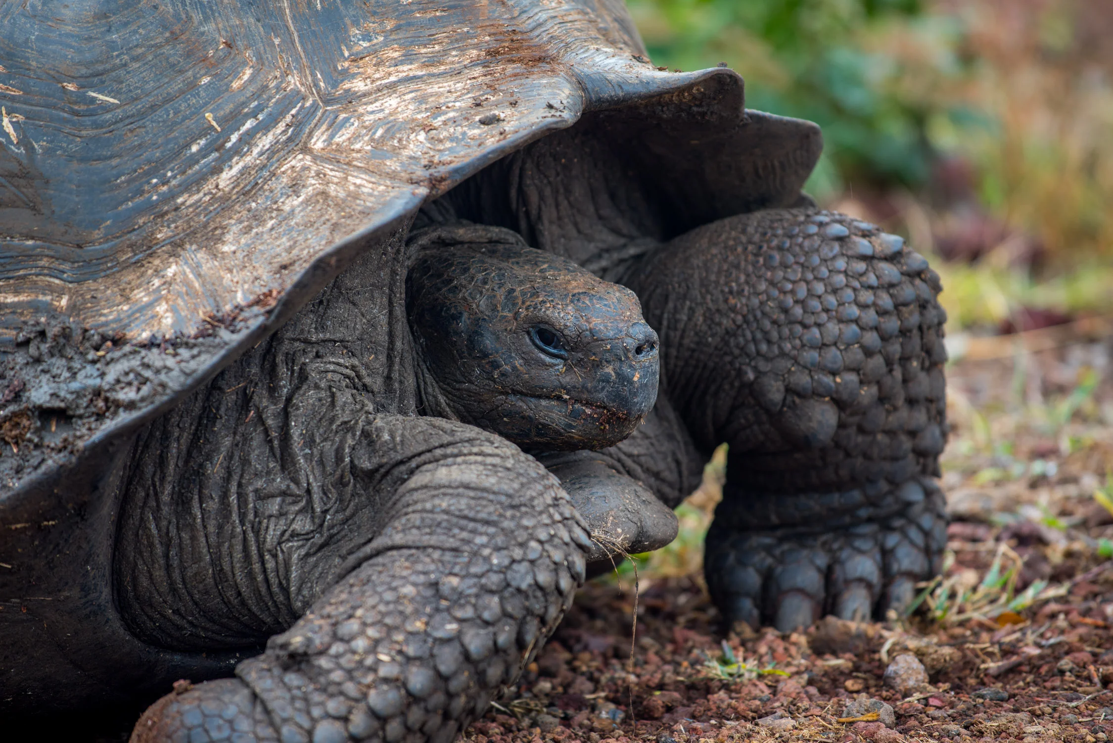 I must have sat watching this Giant tortoise eat grass for about 15 minutes...in complete awe that I was this close to such an ancient creature