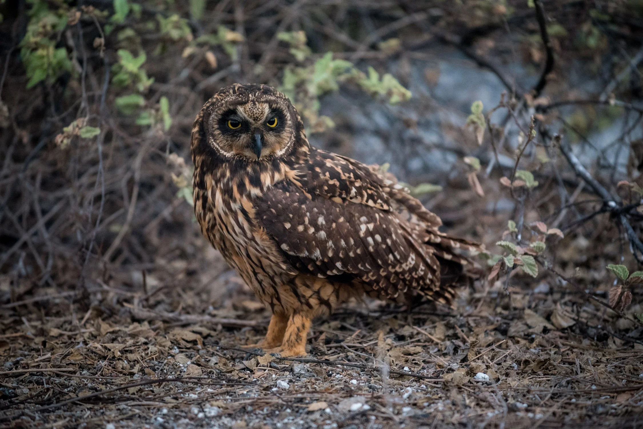 You have to always keep your eyes open in the Galapagos, because you never know when a short-eared owl is going to be right next to you! 