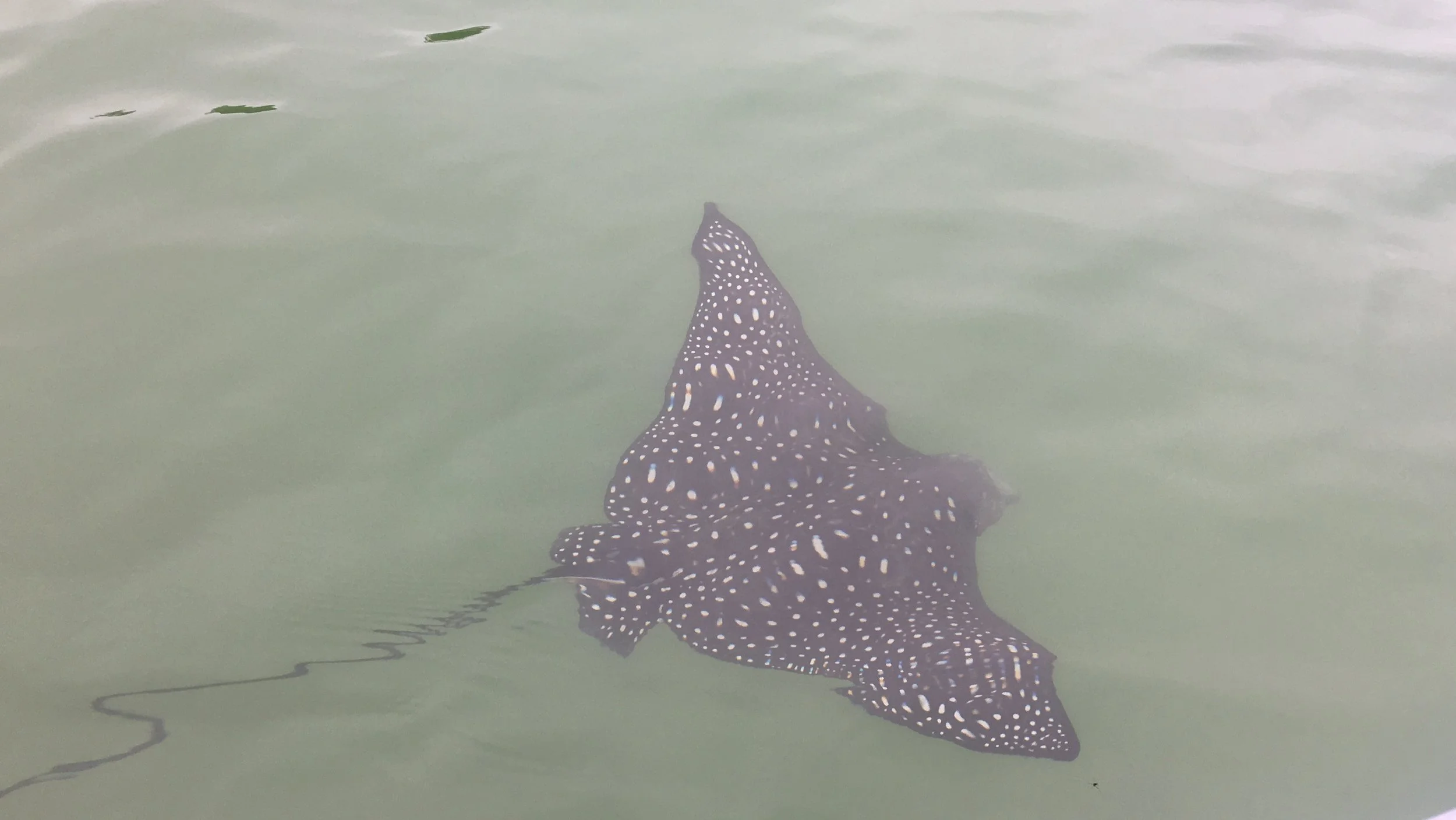 Getting really close to a colony of rays around Black Turtle Cove