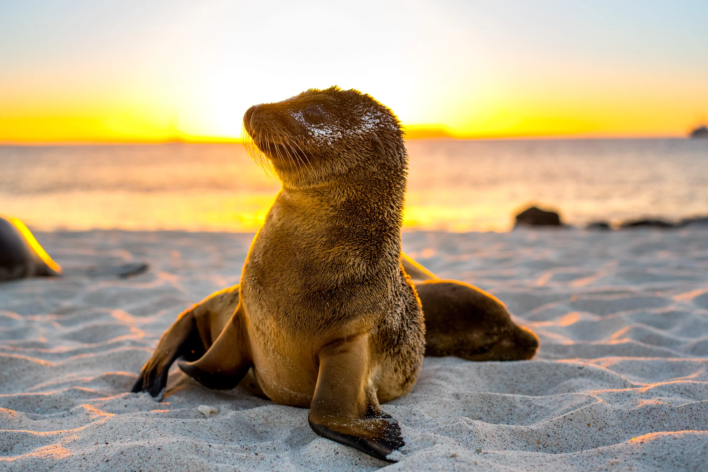 Finding a cruise with plenty of excursions with opportunities to see as much wildlife as possible, was our top priority! The Evolution, part of Quasar Expeditions gave us this.
