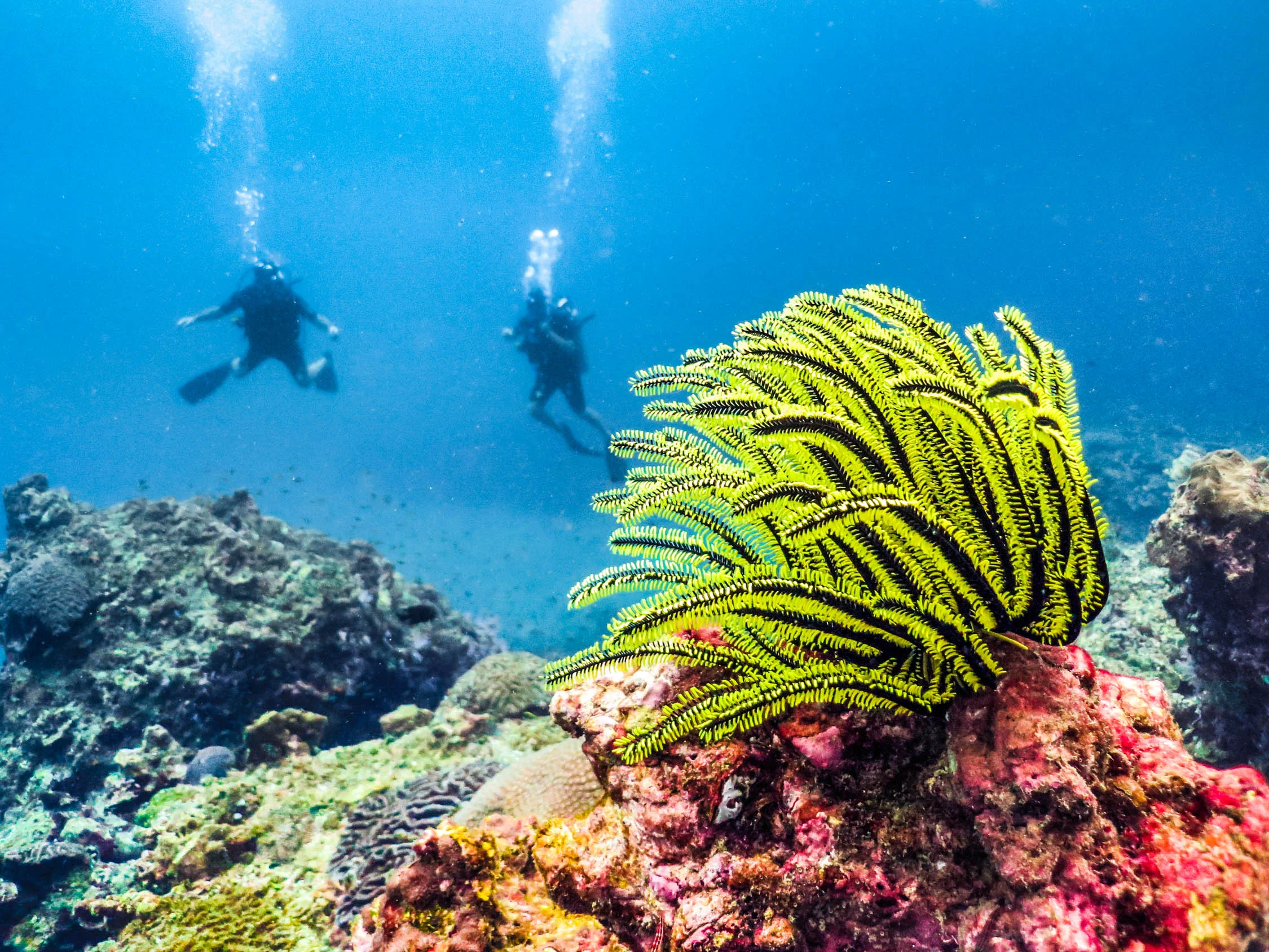 Scuba Diving in Thailand's Phi Phi Island — No Destinations