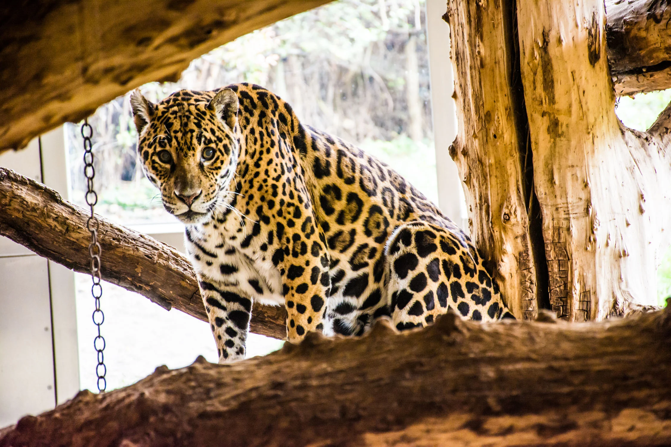 The Vienna Zoo Visiting the Wild Side of Austria — No Destinations