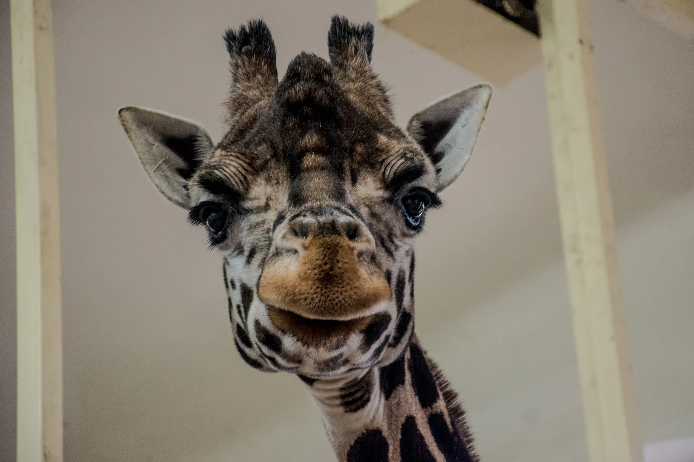 The Vienna Zoo Visiting the Wild Side of Austria — No Destinations