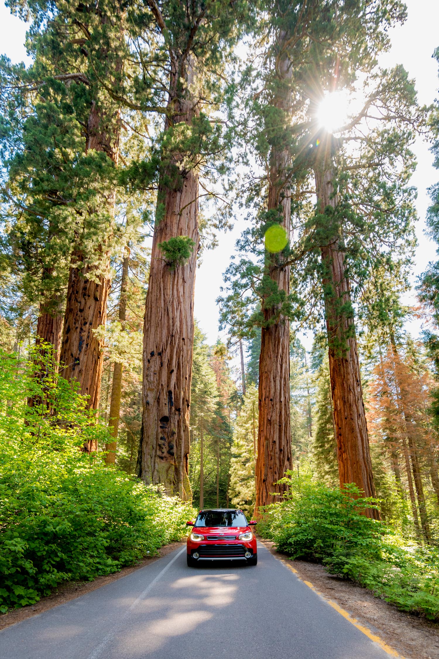 sequoia road trip