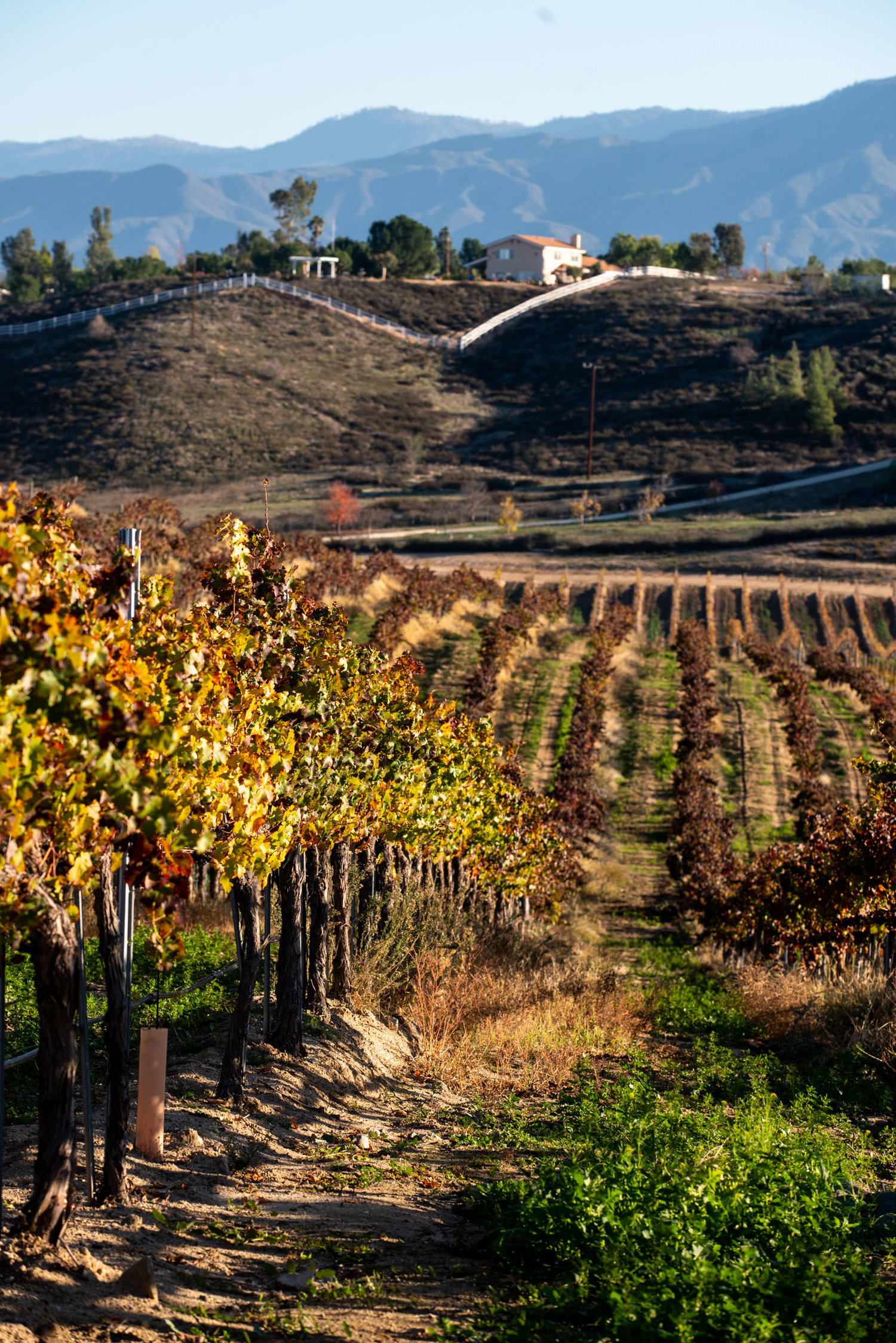 Best 10 Wineries In Temecula To Grab A Bite
