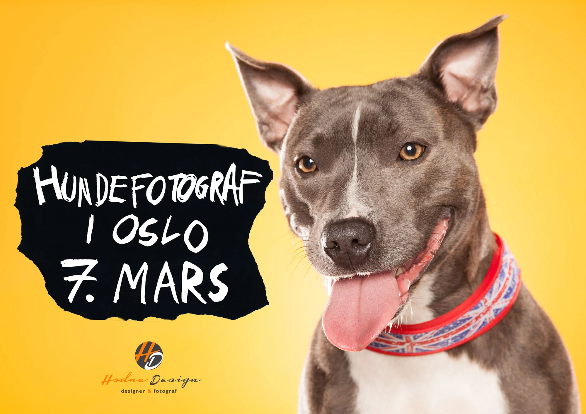 Hundefotografering i Oslo 7.mars