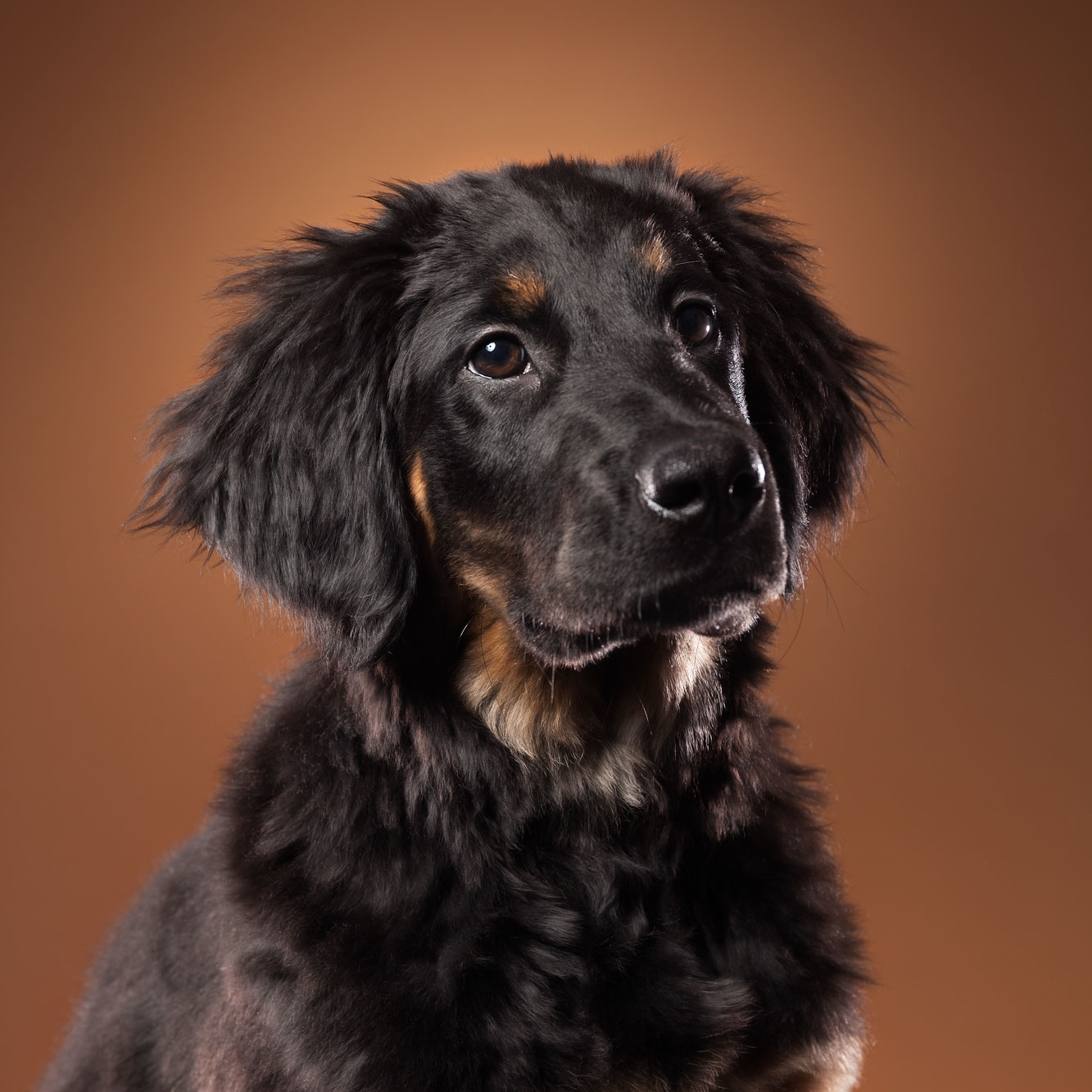 Retusjering av et hundeportrett