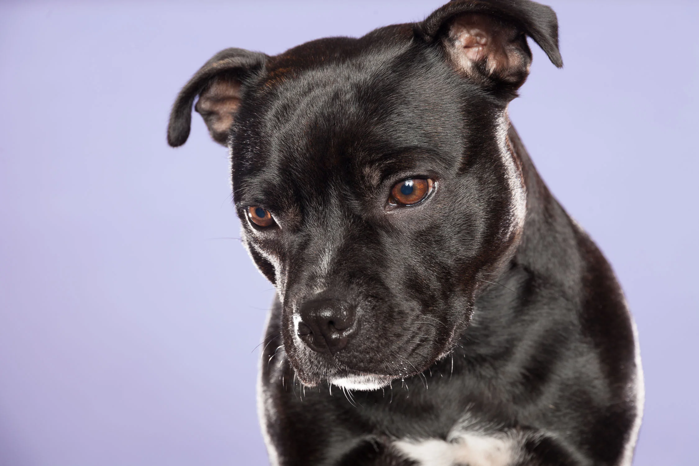 Michelle og Eddie hadde med seg Amy og Aro på hundefotografering