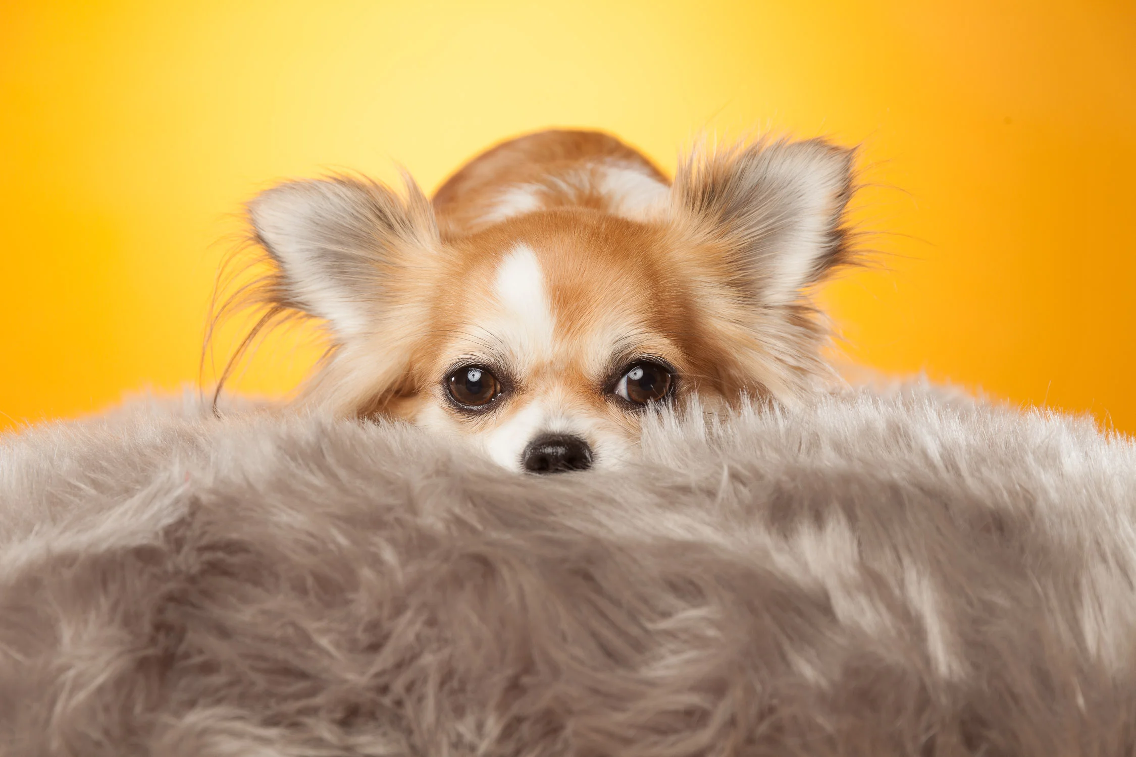 Fire vakre hunder på fotografering