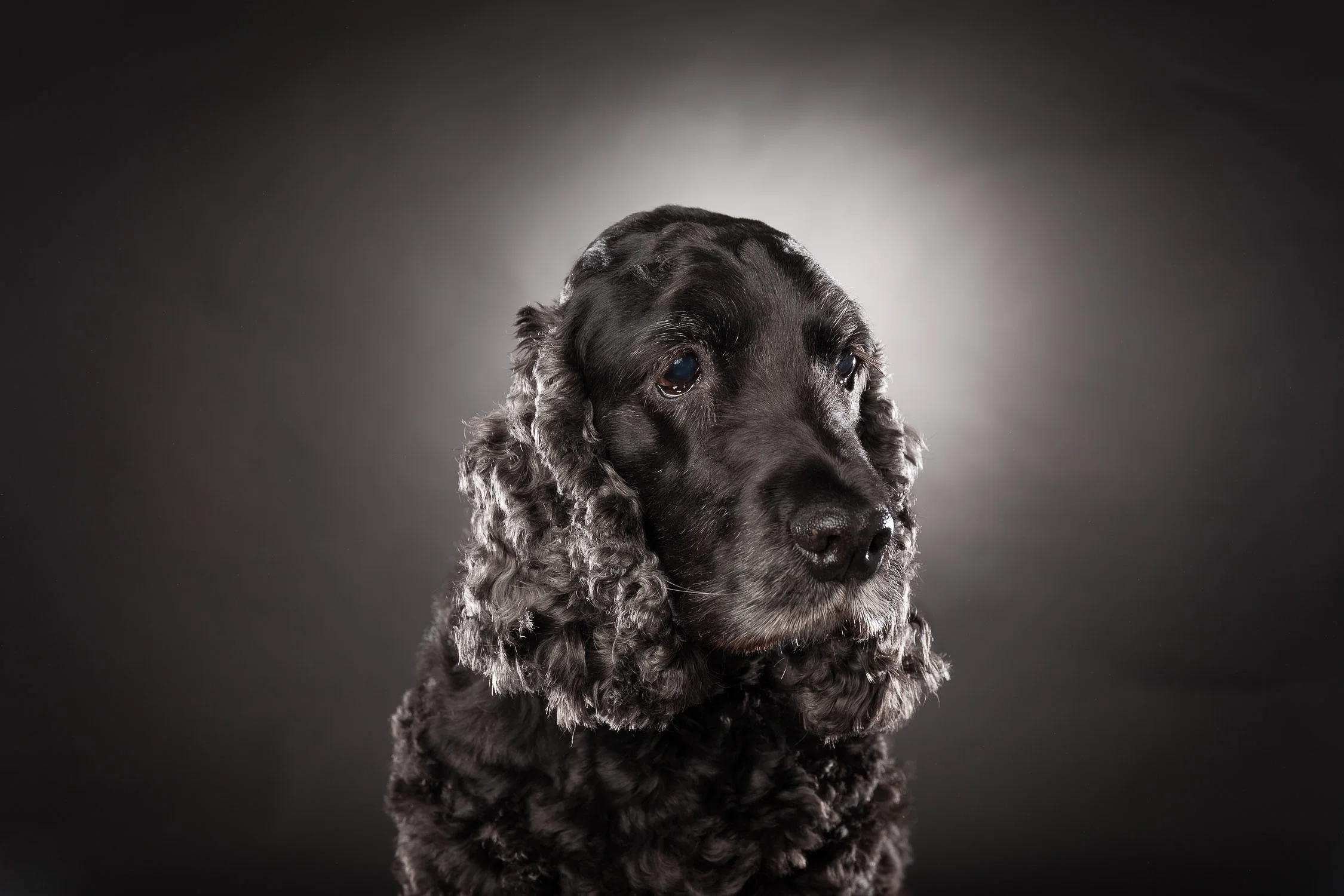 Bindi og Waffles hos hundefotograf