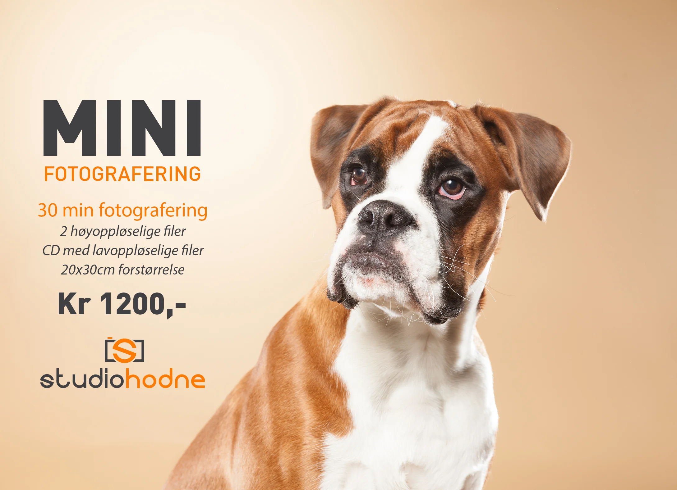 Minifotografering av hund inn i prislisten