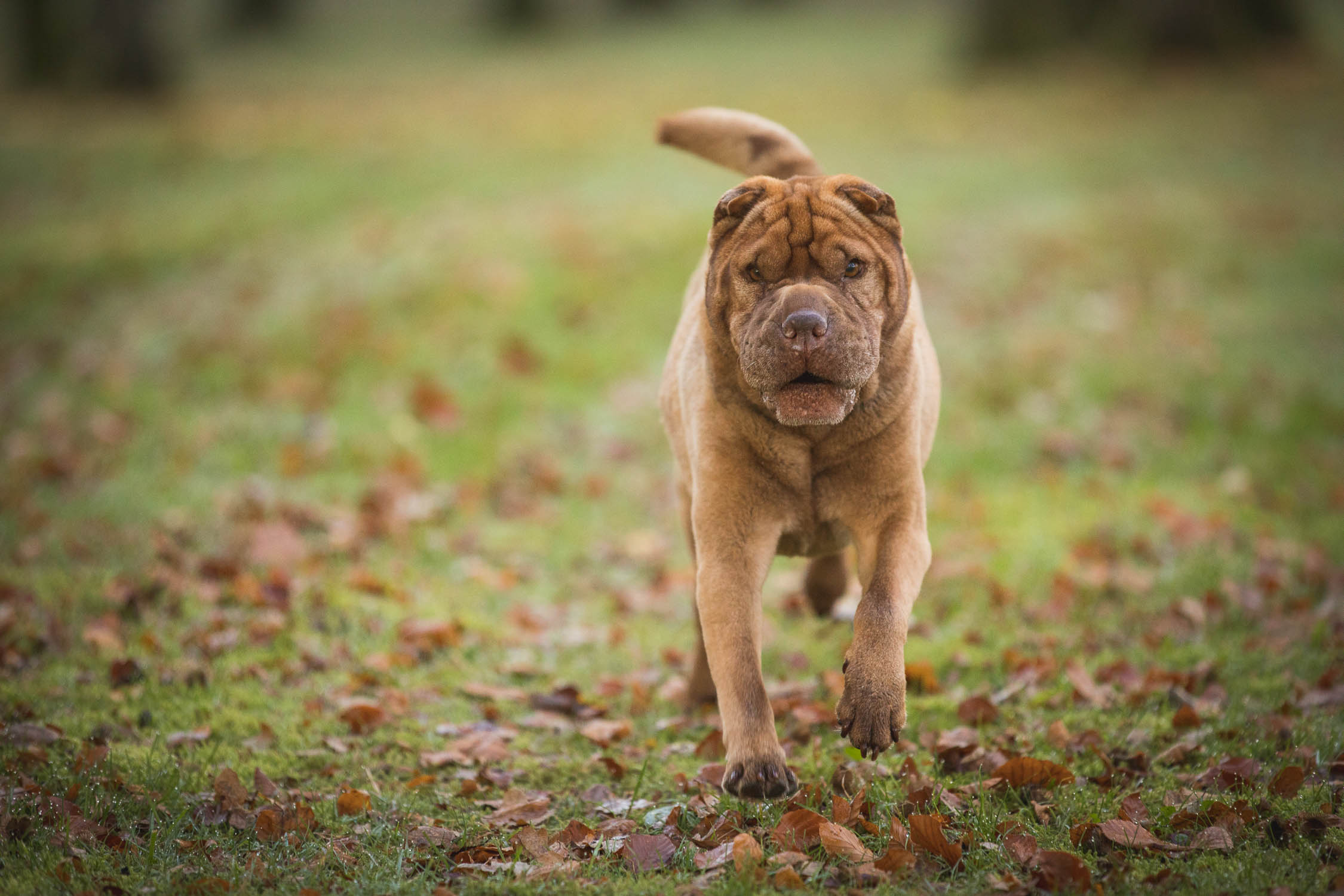 hund-hundefotograf-hundefotografering-fotograf-hodnedesign-pål-hodne-9703.jpg