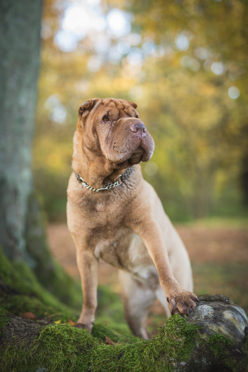 hund-hundefotograf-hundefotografering-fotograf-hodnedesign-pål-hodne-9613.jpg