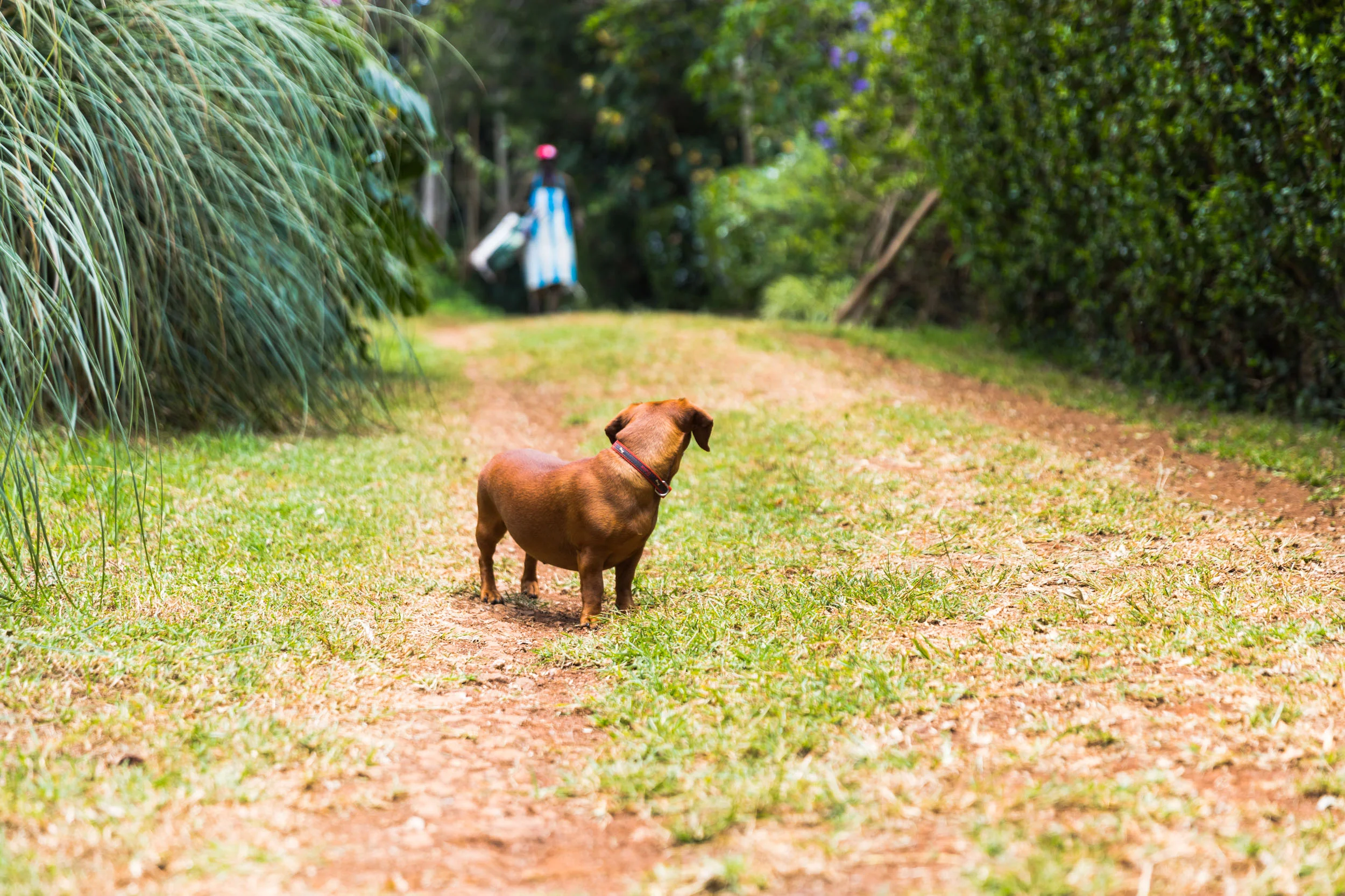 Kiambethu Tea Farm -96.jpg
