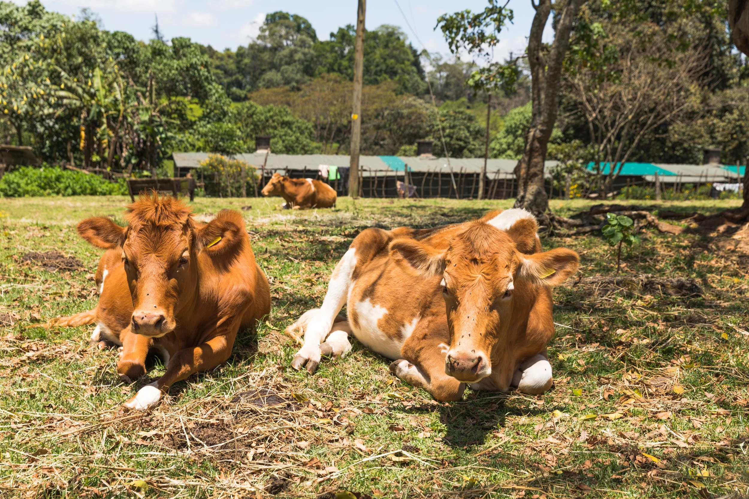 Kiambethu Tea Farm -79.jpg