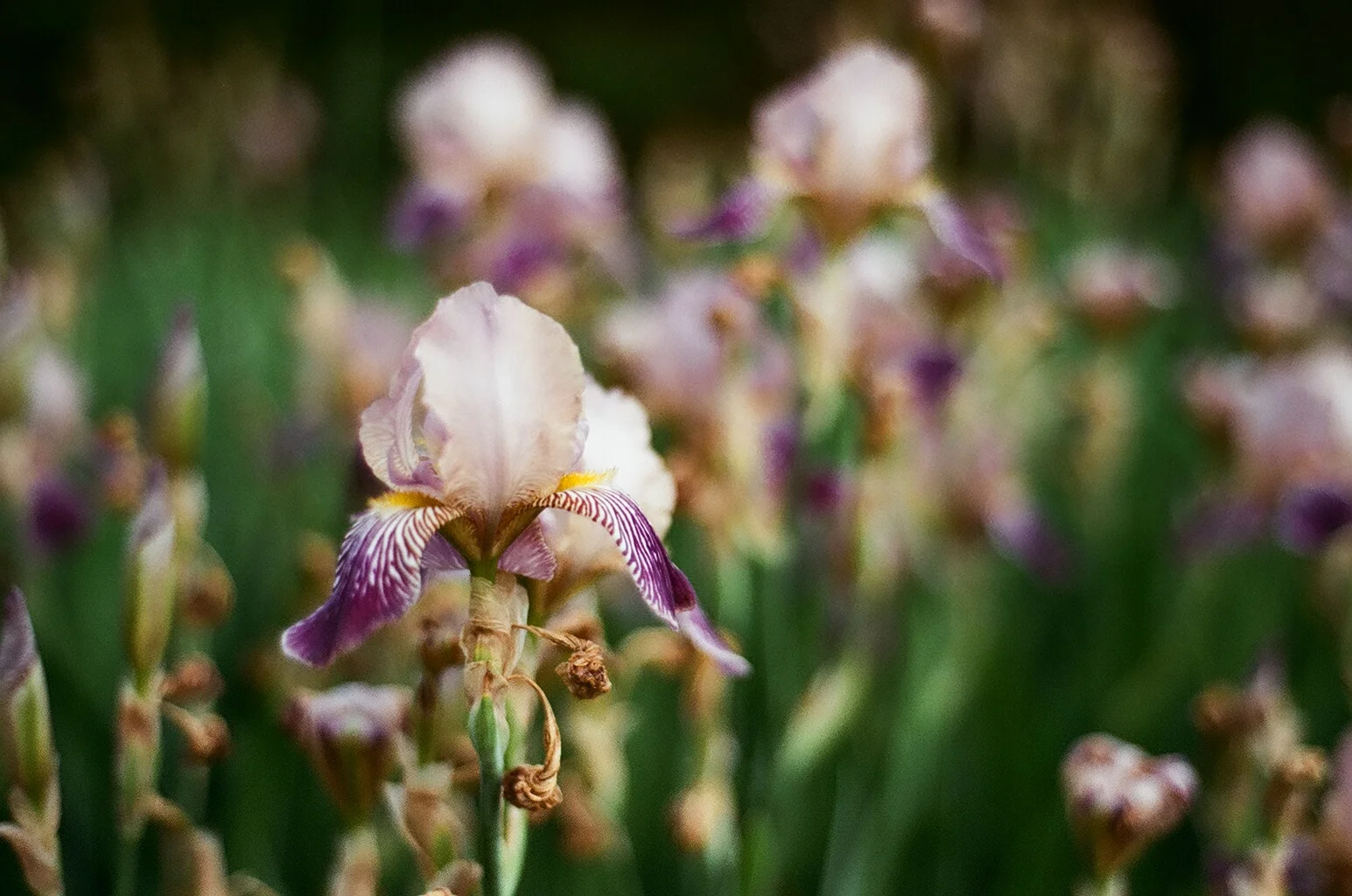 Flowers on Film.JPG