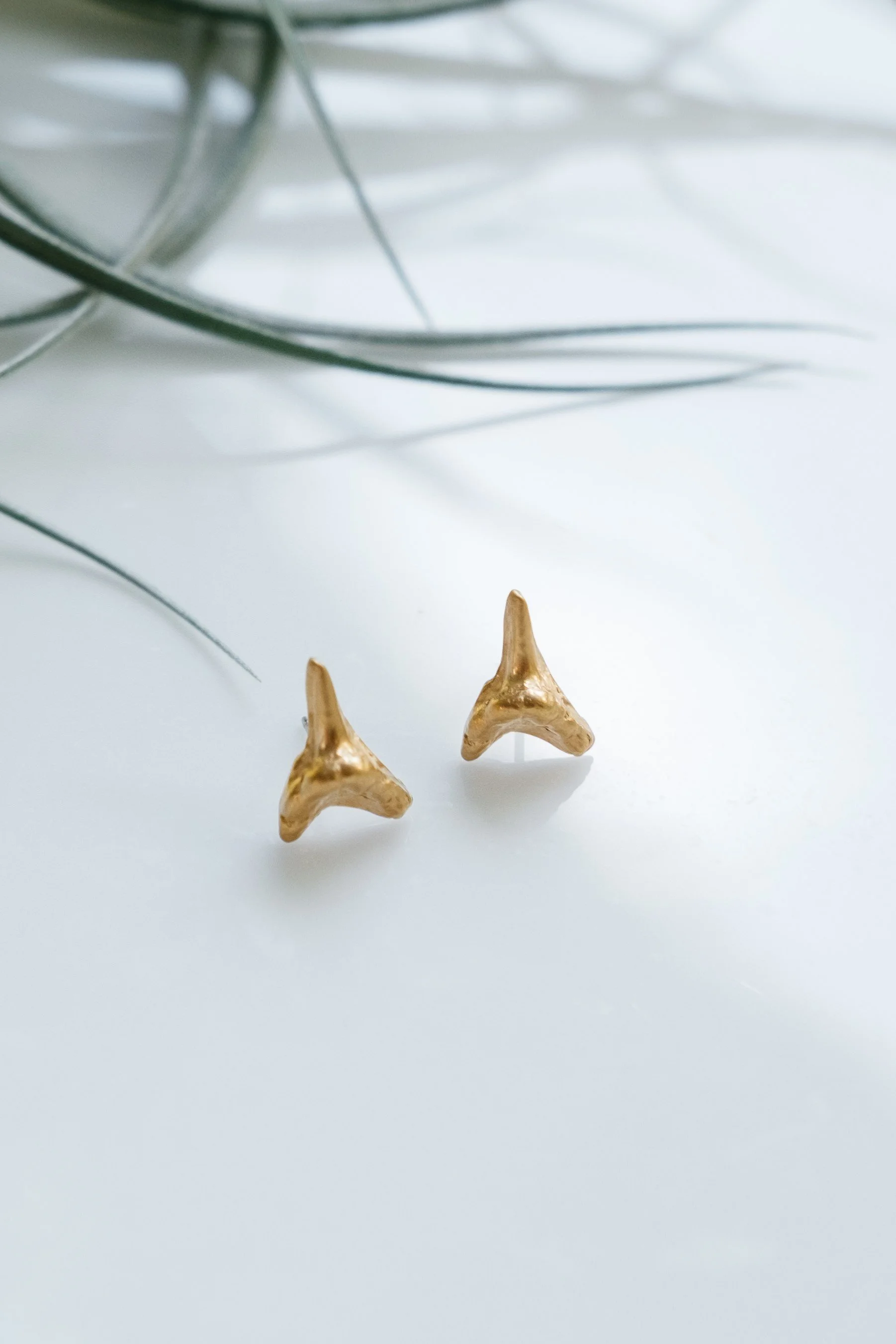 shark tooth.jpg