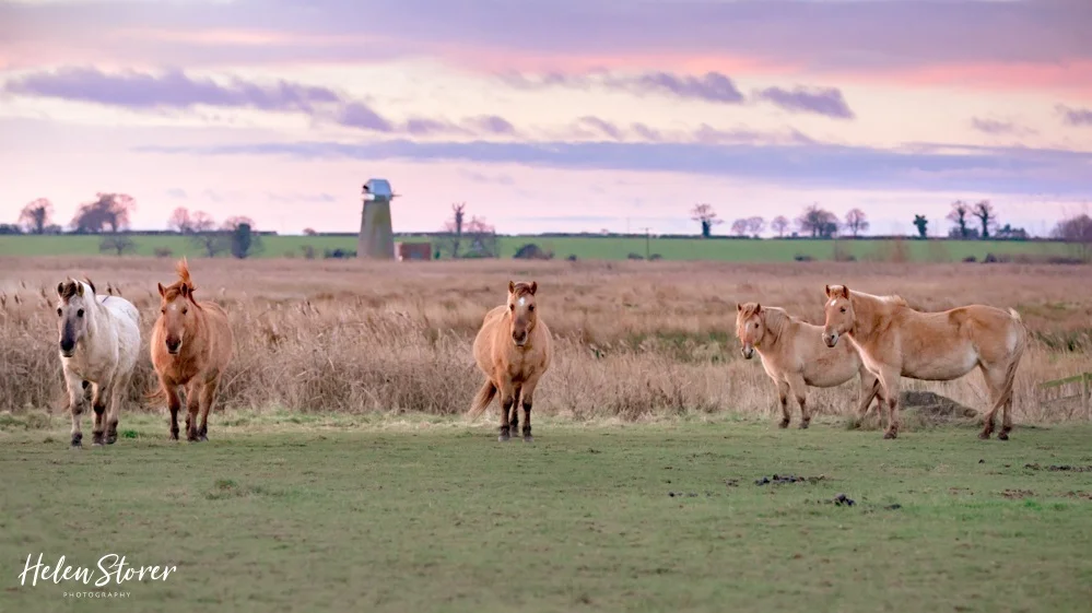 Marsh Ponies