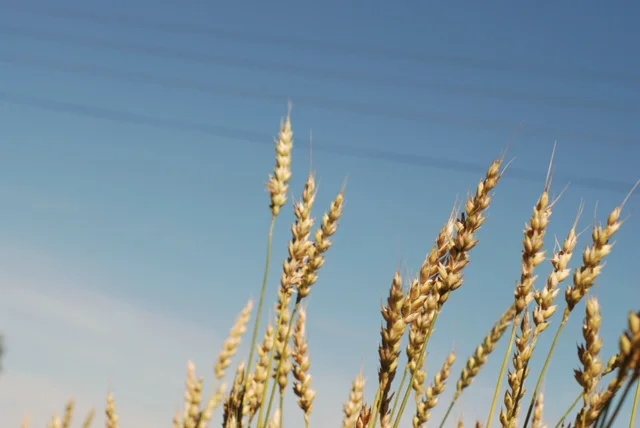 Wheat.jpg
