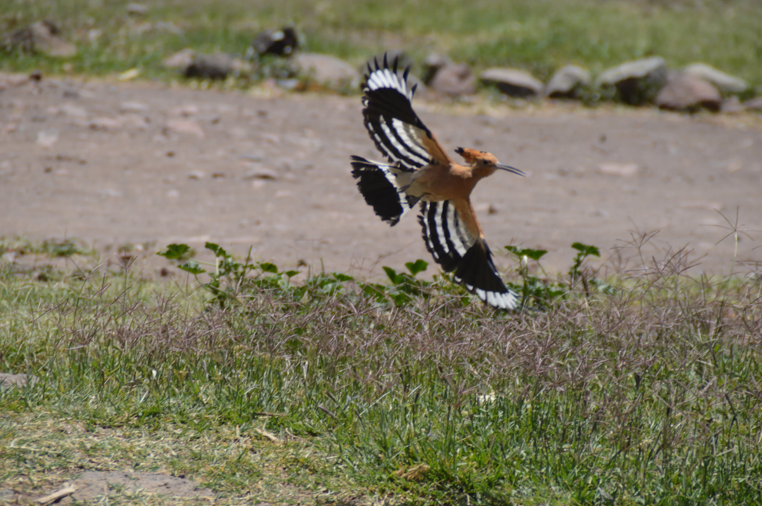 DSC_0722.JPG
