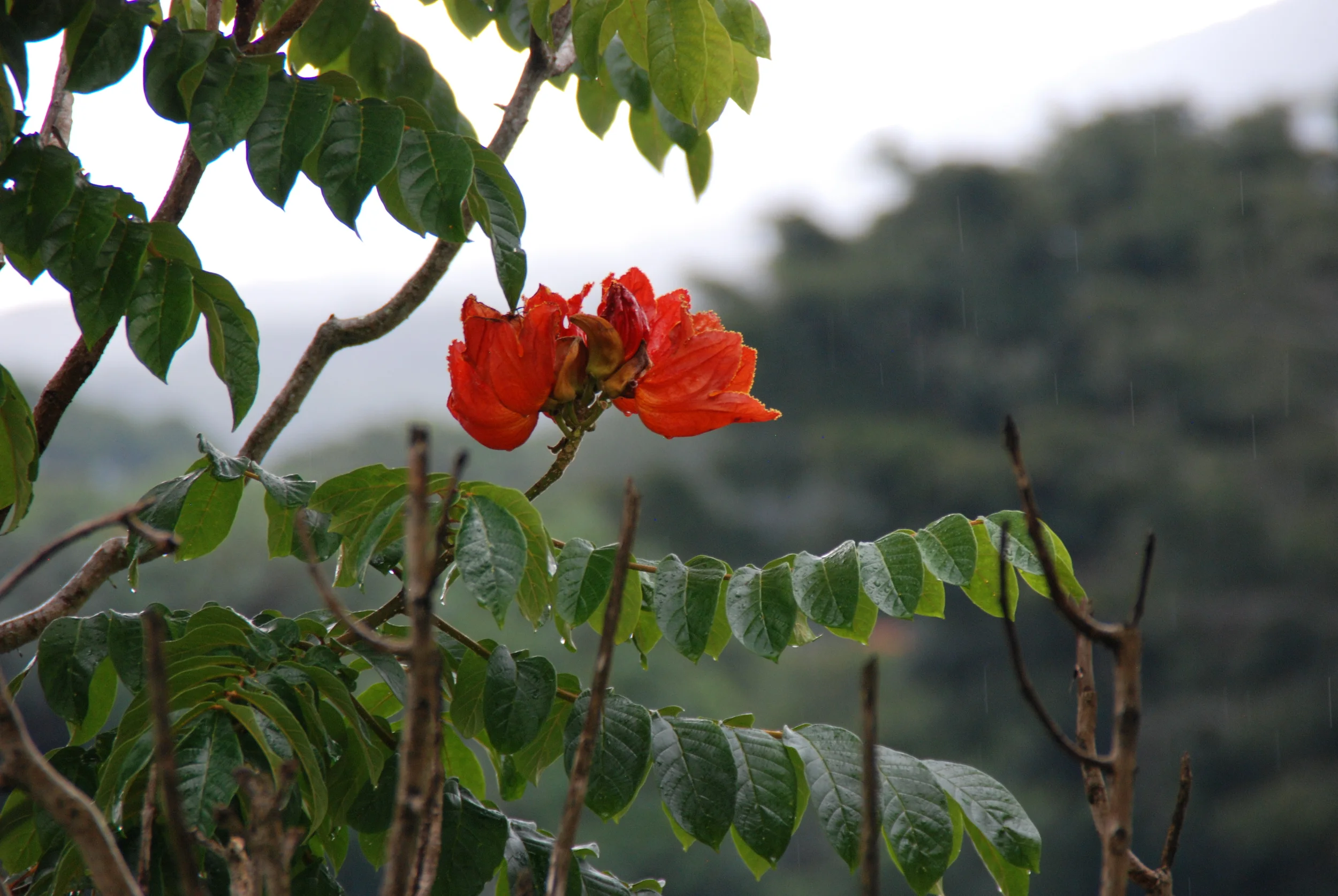 DSC_0490 2.JPG