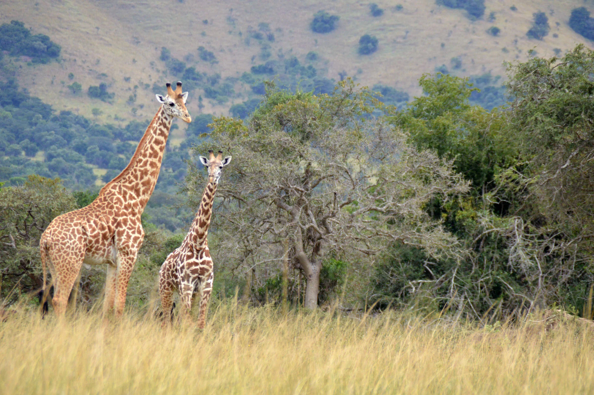 Giraffes